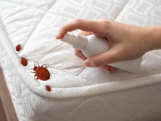 Best Bed Bug Extermination  in Mante, CA